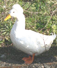 img13.gif