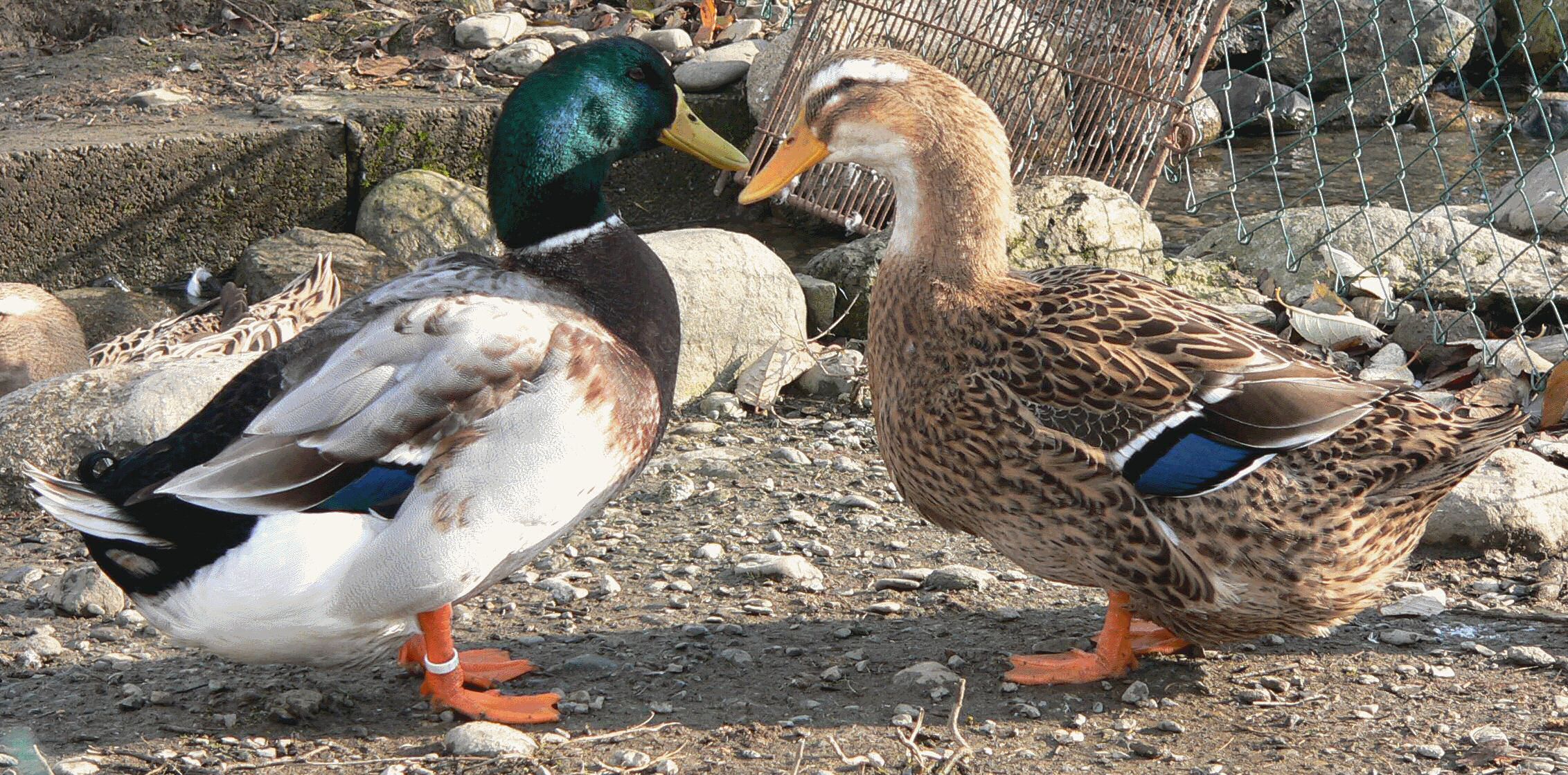 img7.gif